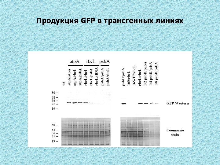 Продукция GFP в трансгенных линиях 