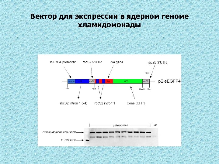 Вектор для экспрессии в ядерном геноме хламидомонады 