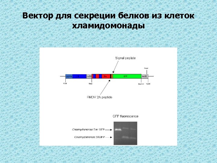 Вектор для секреции белков из клеток хламидомонады 