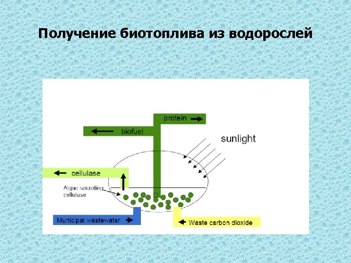 Получение биотоплива из водорослей 