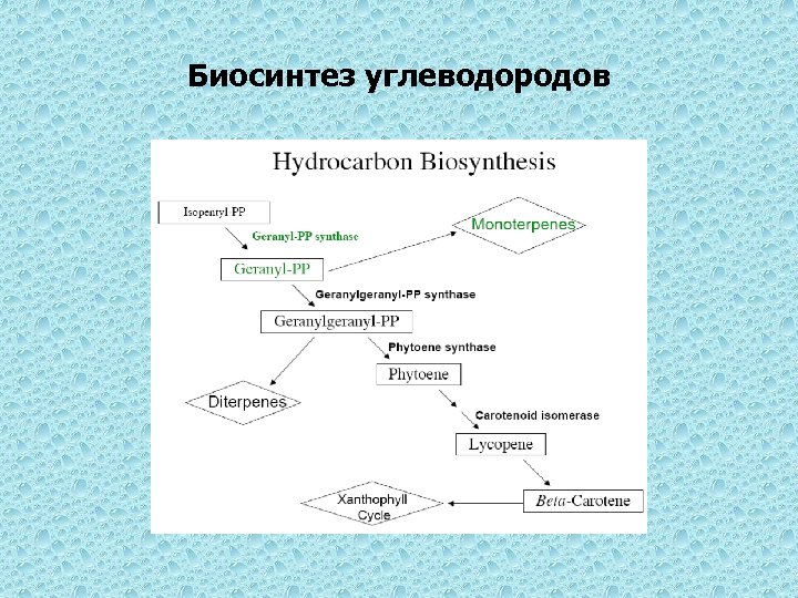 Биосинтез углеводородов 