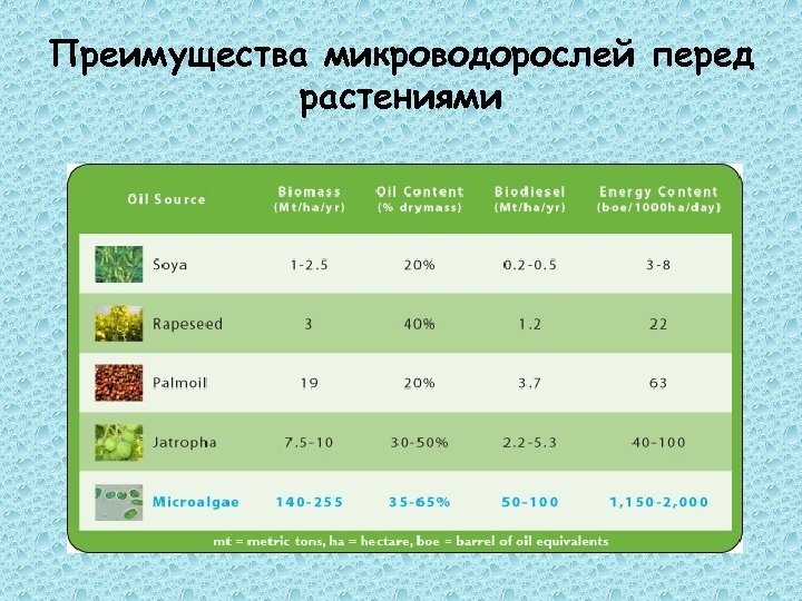 Преимущества микроводорослей перед растениями 