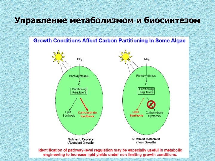 Управление метаболизмом и биосинтезом 