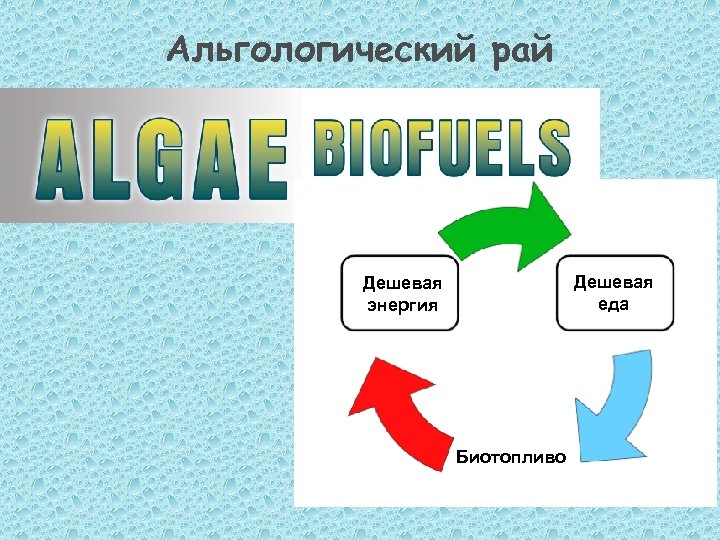 Альгологический рай Дешевая еда Дешевая энергия Биотопливо 