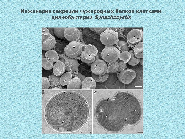 Инженерия секреции чужеродных белков клетками цианобактерии Synechocystis 
