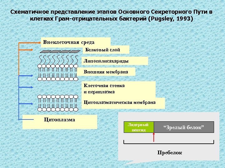 Схематичное представление этапов Основного Секреторного Пути в клетках Грам-отрицательных бактерий (Pugsley, 1993) Внеклеточная среда