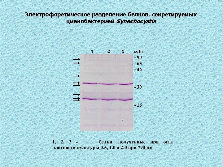 Электрофоретическое разделение белков, секретируемых цианобактерией Synechocystis 1 2 3 к. Да - 90 -