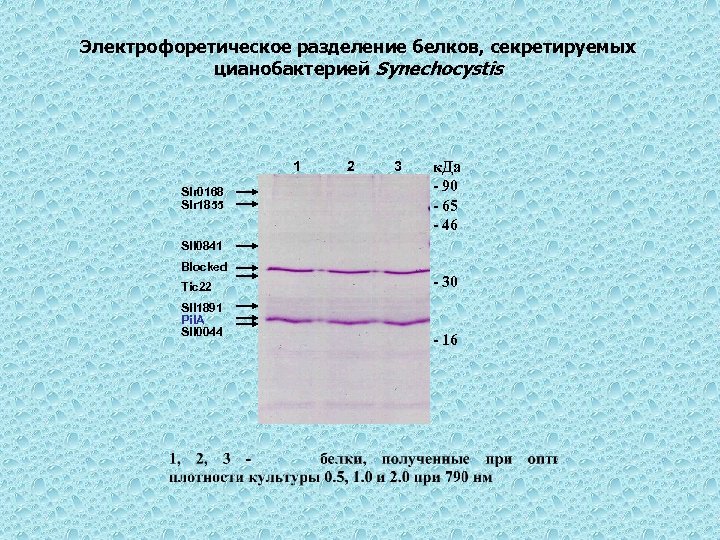 Электрофоретическое разделение белков, секретируемых цианобактерией Synechocystis 1 Slr 0168 Slr 1855 2 3 к.
