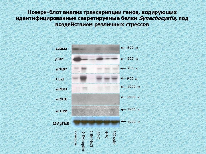 Нозерн-блот анализ транскрипции генов, кодирующих идентифицированные секретируемые белки Synechocystis, под воздействием различных стрессов sll