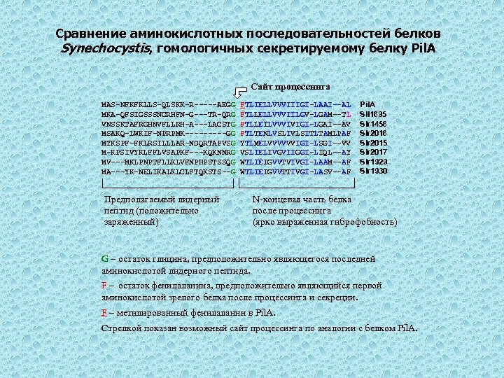 Сравнение аминокислотных последовательностей белков Synechocystis, гомологичных секретируемому белку Pil. A Сайт процессинга MAS-NFKFKLLS-QLSKK-R-----AEGG MKA-QFSIGSSSNCRHFN-G---TR-QRG