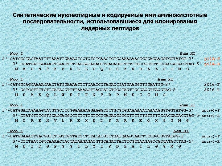 Синтетические нуклеотидные и кодируемые ими аминокислотные последовательности, использовавшиеся для клонирования лидерных пептидов Nco I