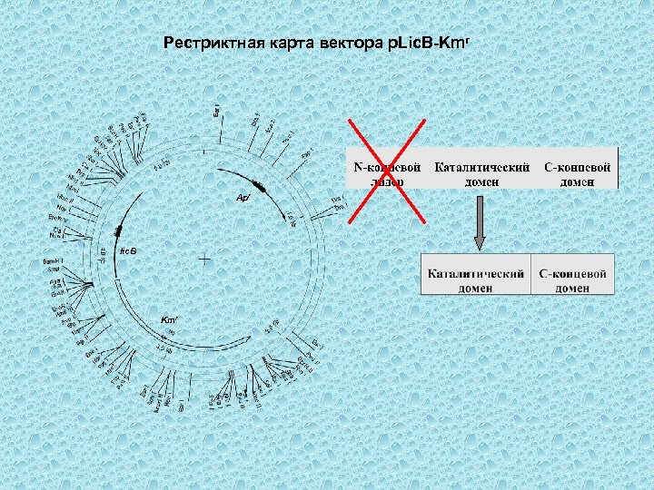 Рестриктная карта вектора p. Lic. B-Kmr Apr lic. B Kmr 
