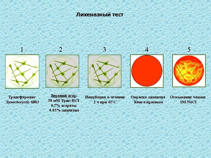 Лихеназный тест 1 Трансформант Synechocystis 6803 2 Верхний агар: 50 м. М Трис-НCI 0.