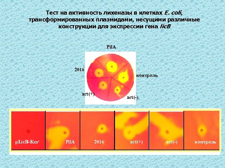 Тест на активность лихеназы в клетках E. coli, трансформированных плазмидами, несущими различные конструкции для