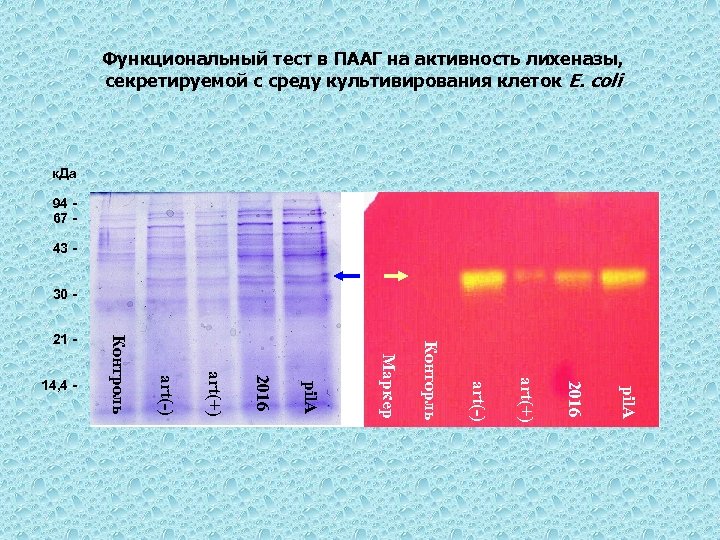 Функциональный тест в ПААГ на активность лихеназы, секретируемой с среду культивирования клеток E. coli