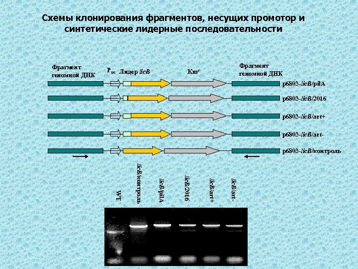 Схемы клонирования фрагментов, несущих промотор и синтетические лидерные последовательности Фрагмент геномной ДНК Ptrc Лидер