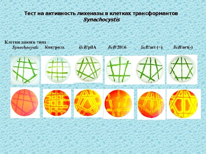 Тест на активность лихеназы в клетках трансформантов Synechocystis 