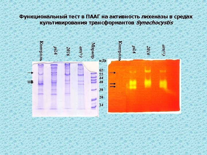 Функциональный тест в ПААГ на активность лихеназы в средах культивирования трансформантов Synechocystis 14 art(+)