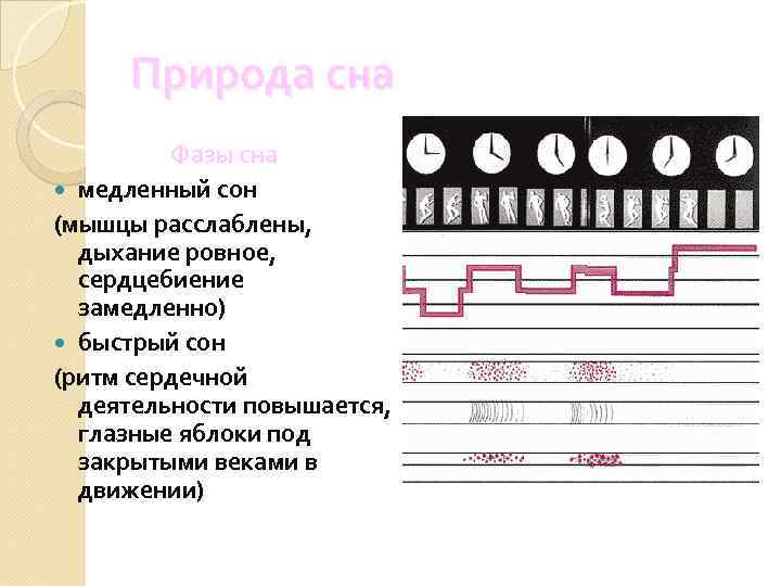 Природа сна Фазы сна медленный сон (мышцы расслаблены, дыхание ровное, сердцебиение замедленно) быстрый сон