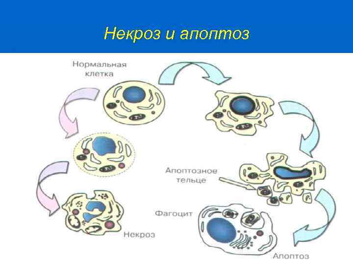 Некроз и апоптоз 