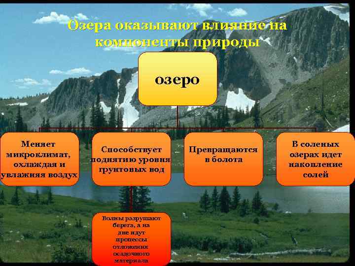 Озера оказывают влияние на компоненты природы озеро Меняет микроклимат, охлаждая и увлажняя воздух Способствует