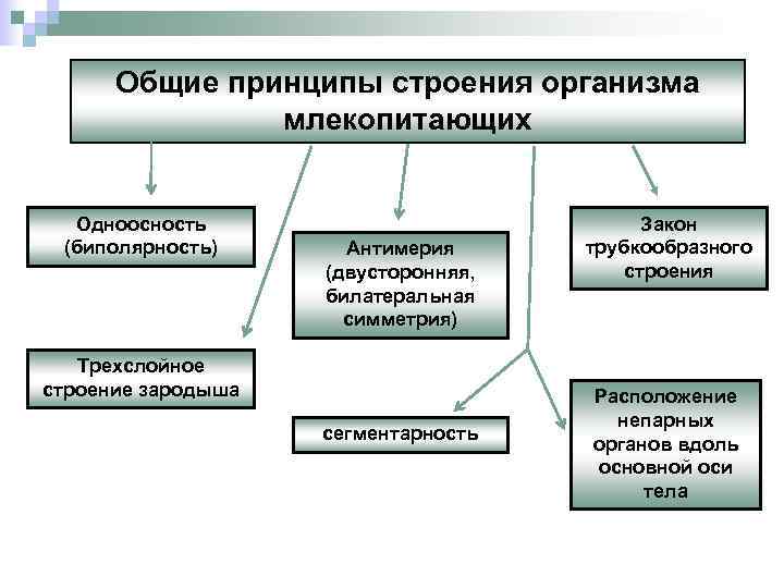 Принцип строения. Общие принципы строения тела животного. Общий план строения организма. Одноосность это. Сохраняется отчетливая сегментарность строения.