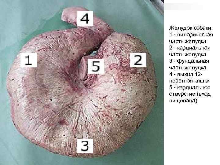 Желудок собаки: 1 - пилорическая часть желудка 2 - кардиальная часть желудка 3 -