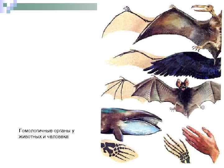 Гомологичные органы у животных и человека 