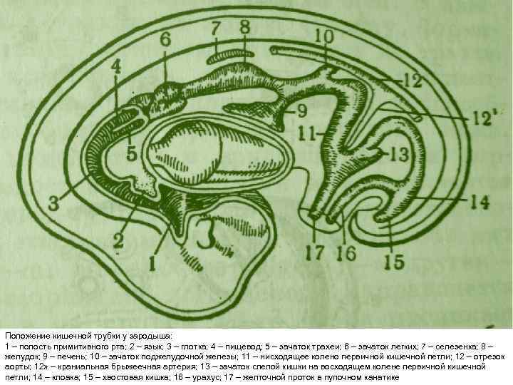 Полость первичной кишки зародыша. Развитие кишечной трубки. Кишечная трубка зародыша.