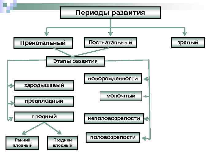 Периоды развития Пренатальный Постнатальный Этапы развития новорожденности зародышевый предплодный Ранний плодный Поздний плодный молочный