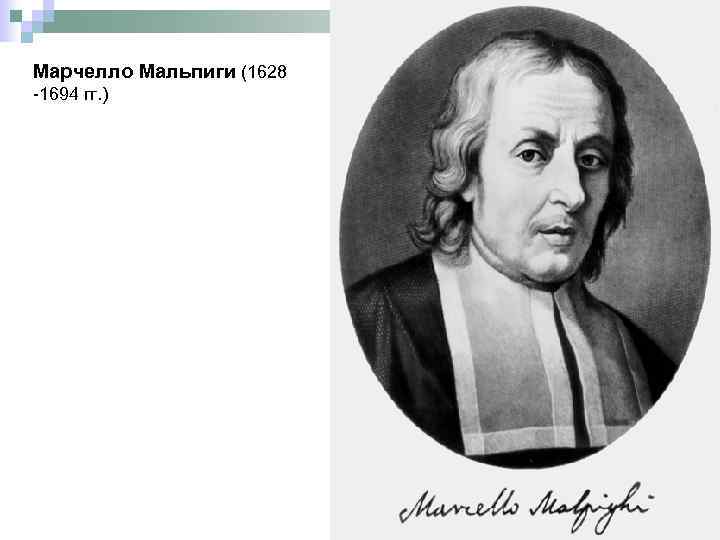 Марчелло Мальпиги (1628 -1694 гг. ) 