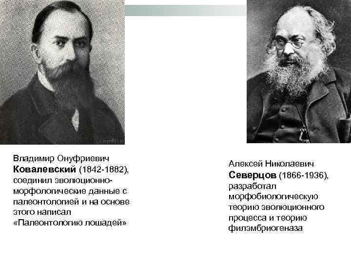 Владимир Онуфриевич Ковалевский (1842 -1882), соединил эволюционноморфологические данные с палеонтологией и на основе этого