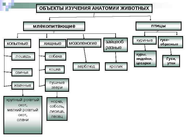 ОБЪЕКТЫ ИЗУЧЕНИЯ АНАТОМИИ ЖИВОТНЫХ птицы млекопитающие копытные лошадь свинья хищные мозоленогие зайцеоб разные собака