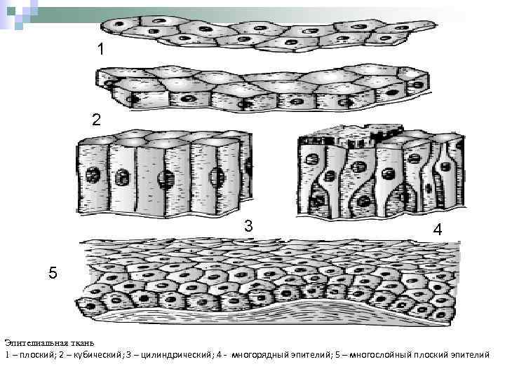 1 2 3 4 5 Эпителиальная ткань 1 – плоский; 2 – кубический; 3