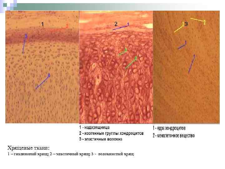 1 2 Хрящевые ткани: 1 – гиалиновый хрящ; 2 – эластичный хрящ; 3 -