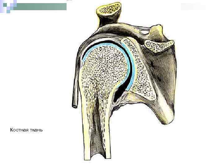 Костная ткань 