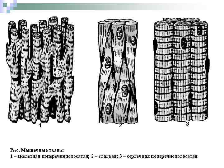 Ткани рисунки егэ