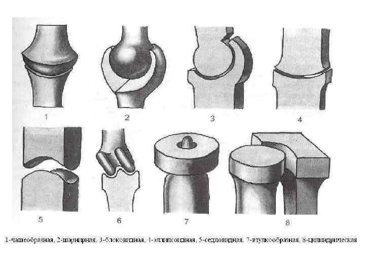 Типы соединения костей сустав