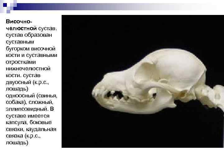 Височночелюстной сустав образован суставным бугорком височной кости и суставными отростками нижнечелюстной кости. сустав двуосный