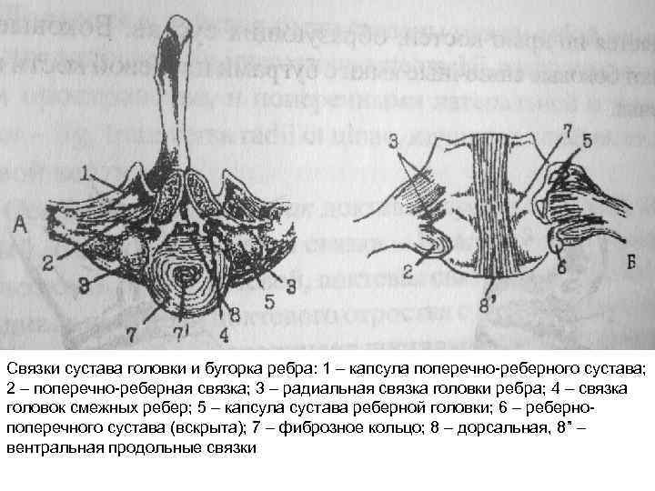 Связки сустава головки и бугорка ребра: 1 – капсула поперечно-реберного сустава; 2 – поперечно-реберная