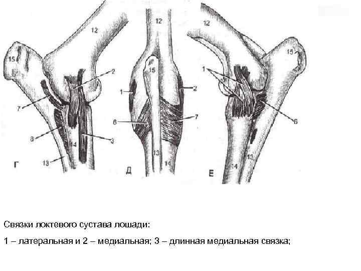 Связки локтевого сустава. Связки локтевого сустава коровы анатомия. Локтевой сустав анатомия животных лошади. Локтевой сустав собаки анатомия. Строение локтевого сустава собаки.