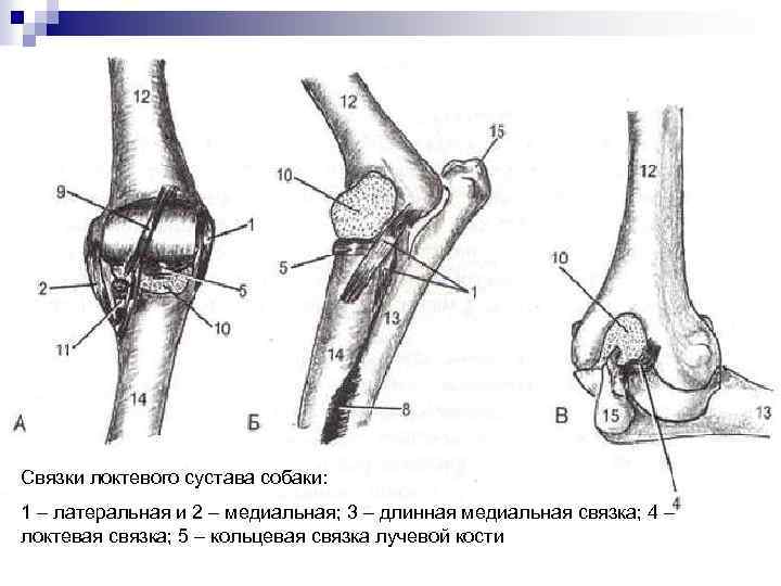 Связки локтевого сустава собаки: 1 – латеральная и 2 – медиальная; 3 – длинная