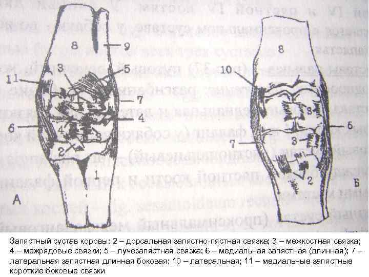 Запястный сустав коровы: 2 – дорсальная запястно-пястная связка; 3 – межкостная связка; 4 –