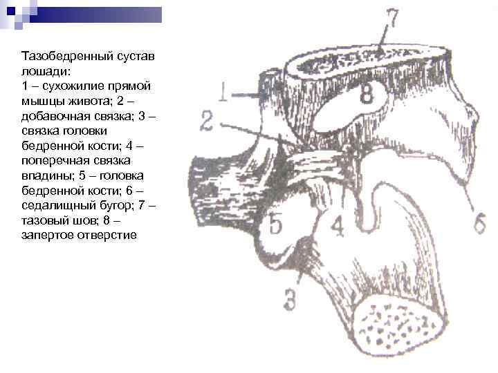 Тазобедренный сустав лошади: 1 – сухожилие прямой мышцы живота; 2 – добавочная связка; 3