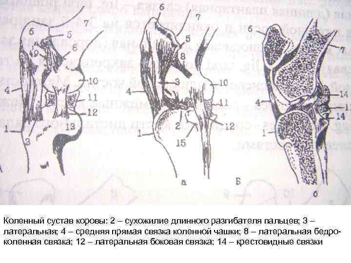 Коленный сустав коровы: 2 – сухожилие длинного разгибателя пальцев; 3 – латеральная; 4 –