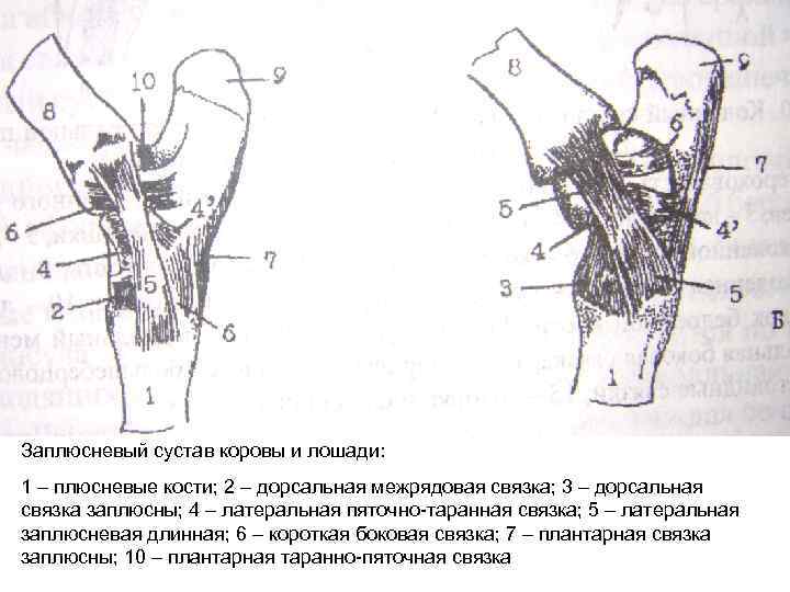 Заплюсневый сустав коровы и лошади: 1 – плюсневые кости; 2 – дорсальная межрядовая связка;