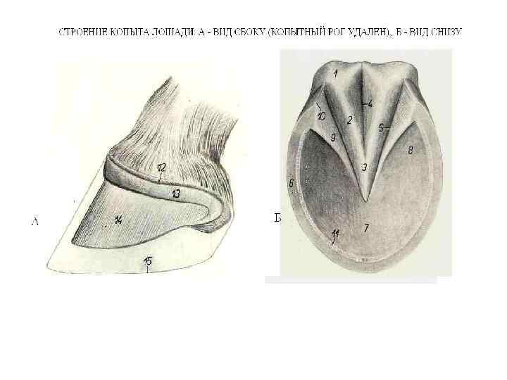 Копыта лошади схема