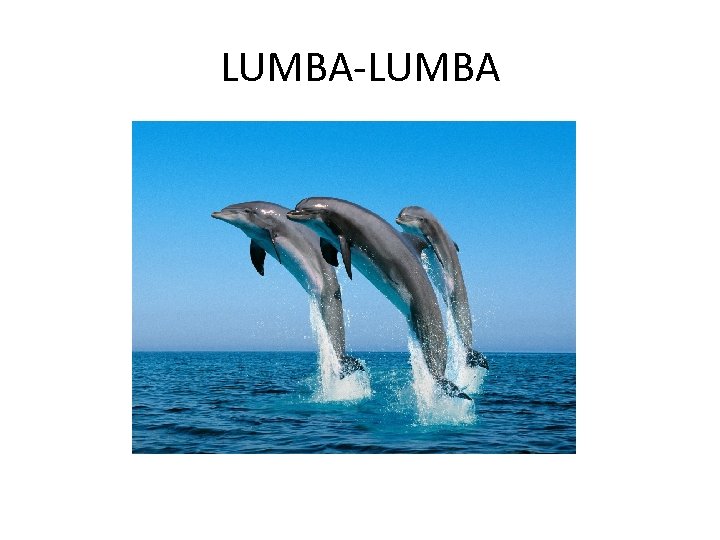 LUMBA-LUMBA 