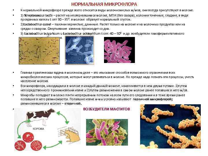 НОРМАЛЬНАЯ МИКРОФЛОРА • • К нормальной микрофлоре прежде всего относятся виды молочнокислых м/мов, они