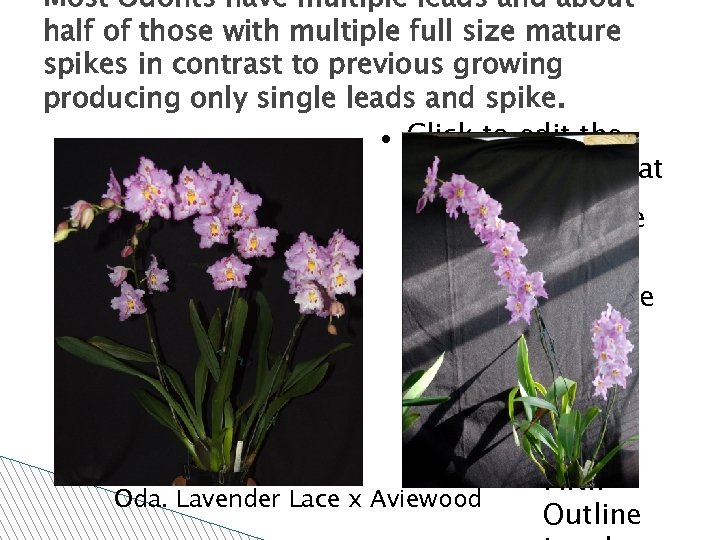 Most Odonts have multiple leads and about half of those with multiple full size
